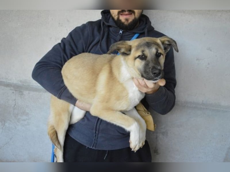 Quivira - Kleines Hundekind, was nun?