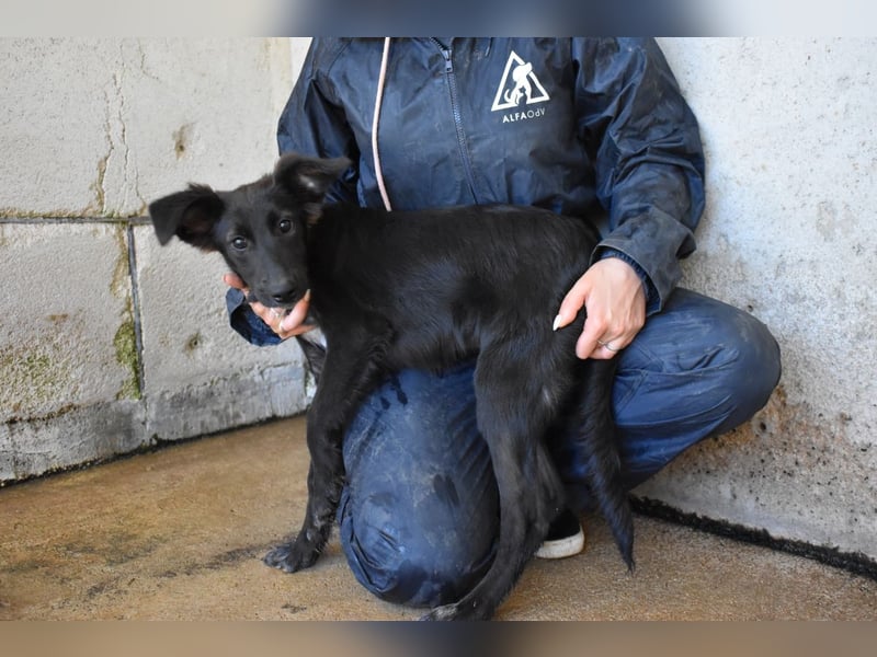 Nerissa - Das Märchen von den fünf Schwestern