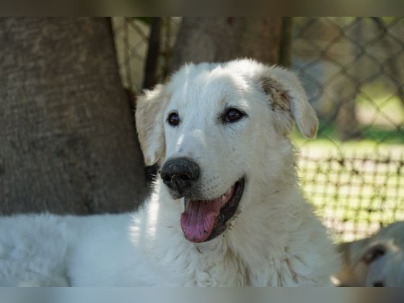 Tonia - (Dringend Pflegestelle oder Zuhause gesucht) Bereit Herzen im Sturm zu erobern