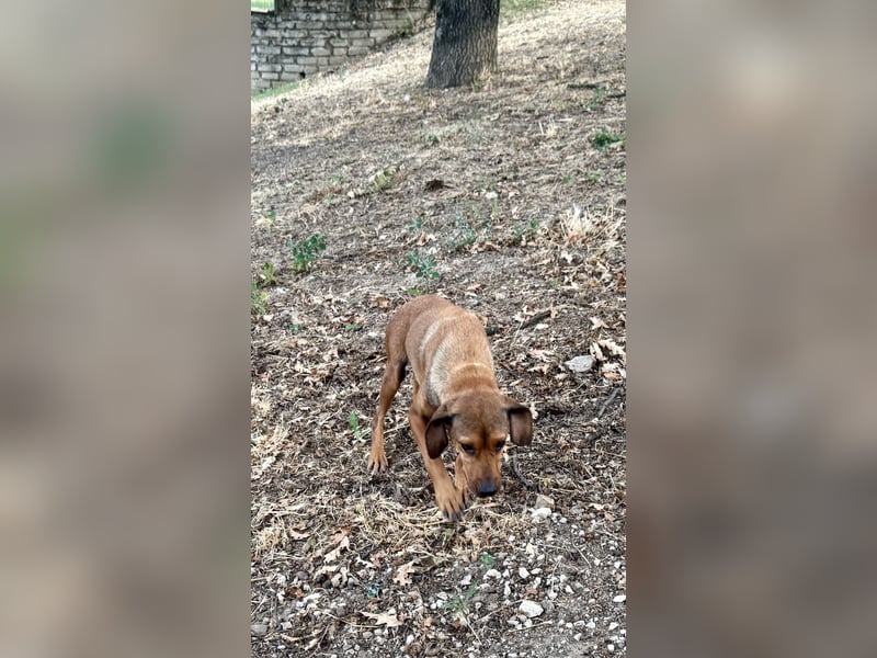 Yola - (Dringend Pflegestelle oder Zuhause gesucht) wie bei Hänsel und Gretel - nur schlimmer