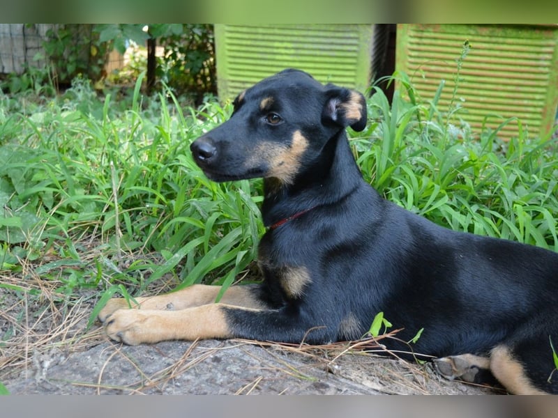 Djamica - fröhliche Junghündin mit offenem Herzen