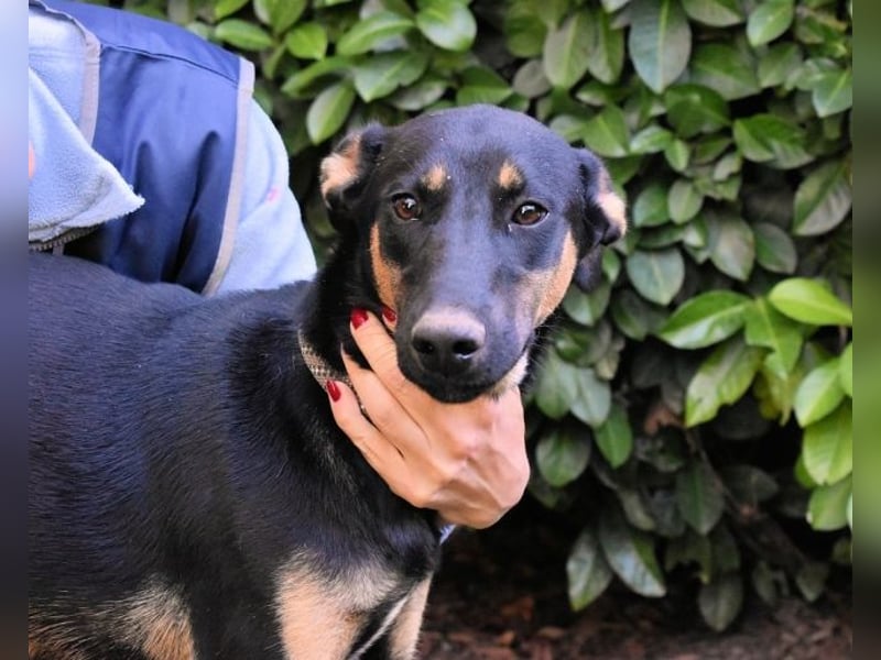 Drifa - vorsichtiges Hundemädchen auf der Suche nach Geborgenheit