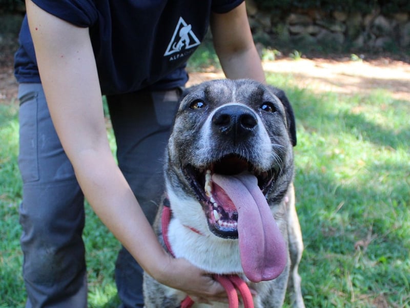 Fionella - Tigerchen sucht Familie