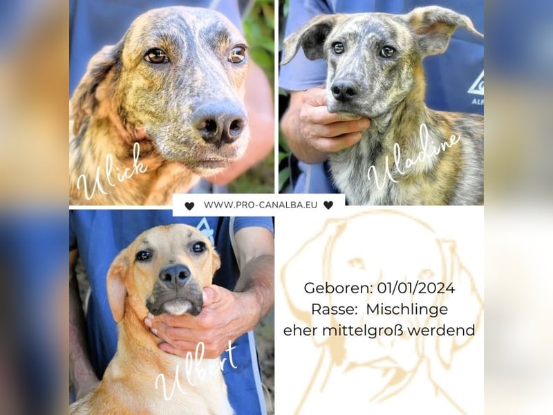 Uladine - hat alles verloren...