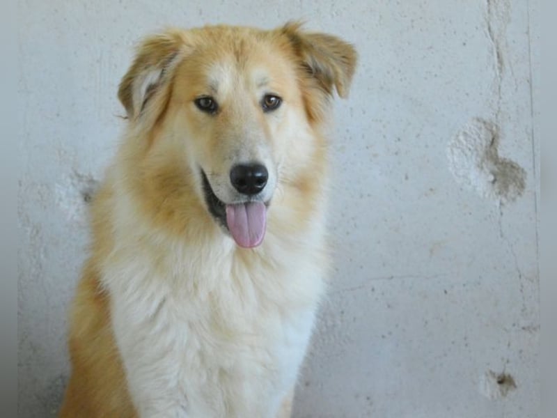 Lauritz - sucht seinen Platz im Leben