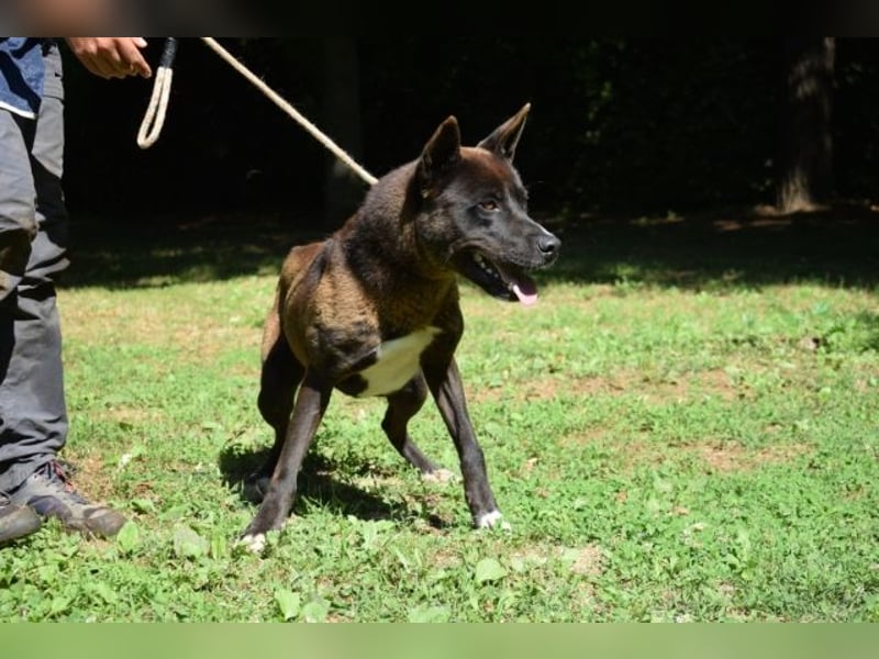 Chufo - ein Energiebündel