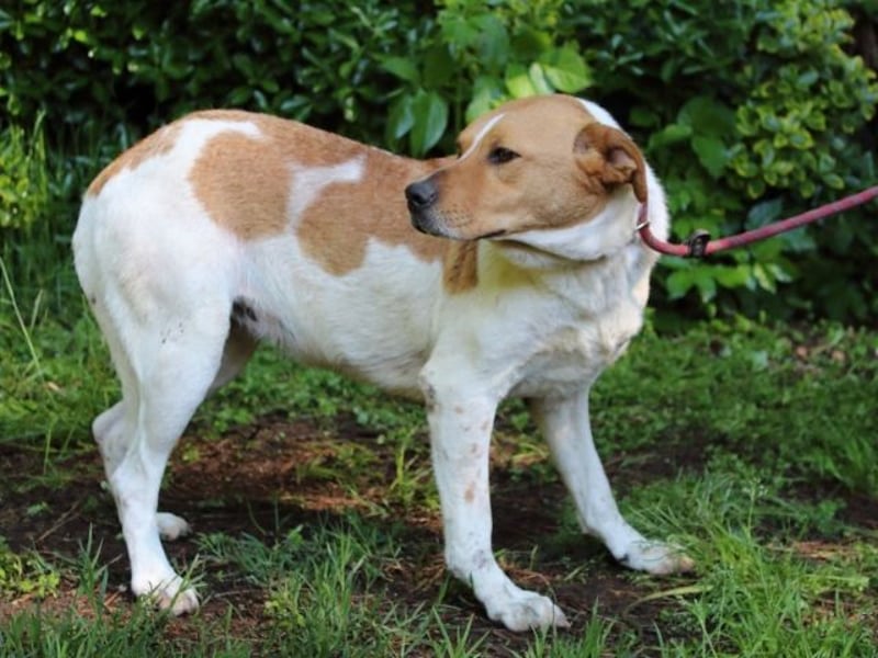 Zela - Z wie Zuckersüß und Zauberhaft