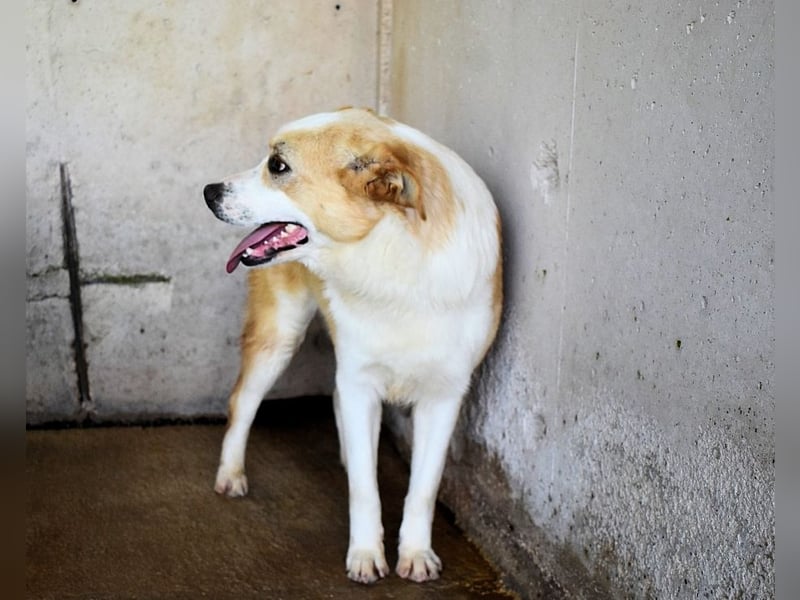 Simbad - Laute Fragen ? Leise Wünsche