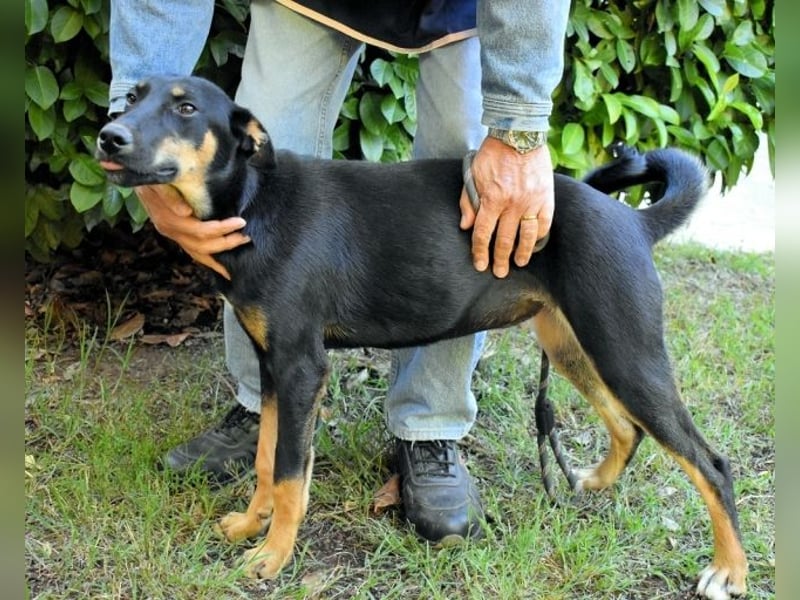 Domitia - neugierige Junghündin mit sanftem Wesen
