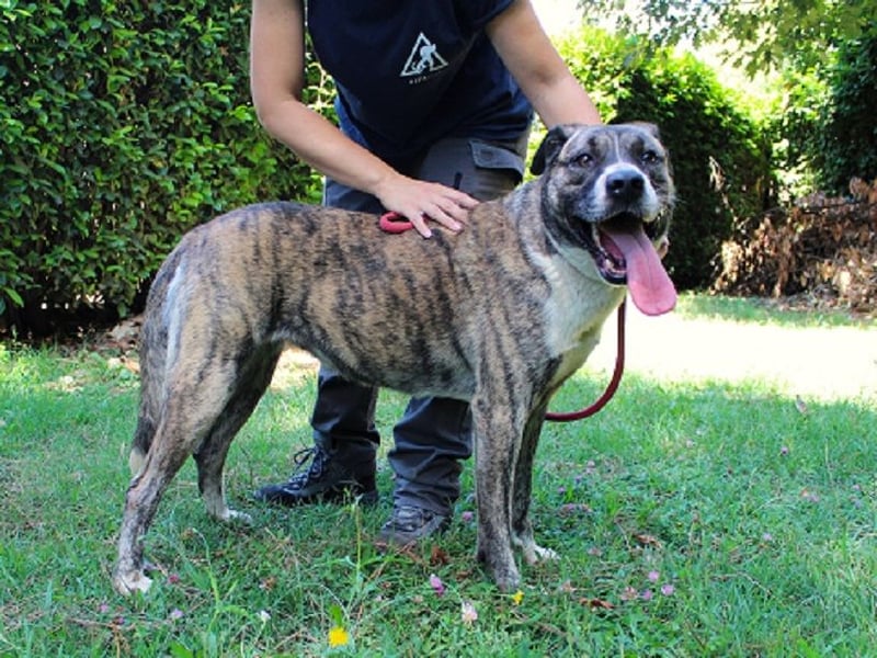 Fionella - Tigerchen sucht Familie