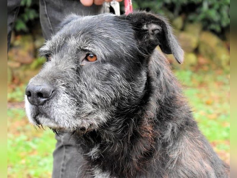 Baldovino - Lieber, großer Kerl fragt: Darf ich zu Dir?