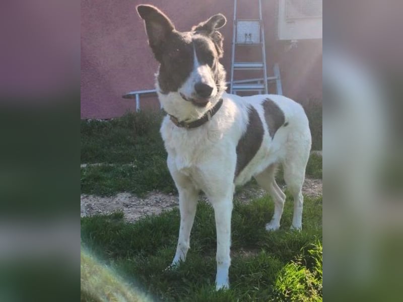 Fioretta - NOTFALL - 2. Lebensglück gesucht