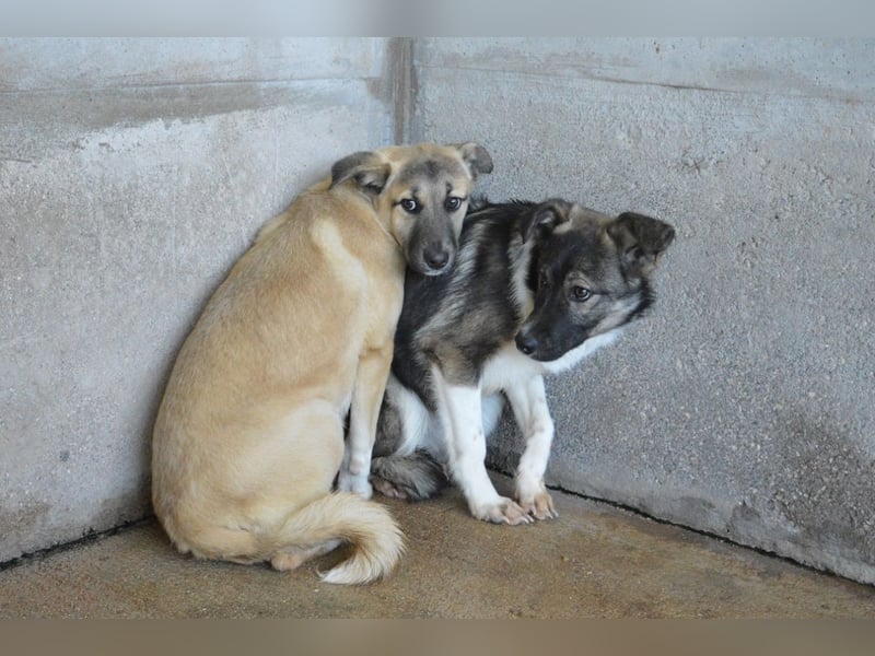 Quivira - Kleines Hundekind, was nun?