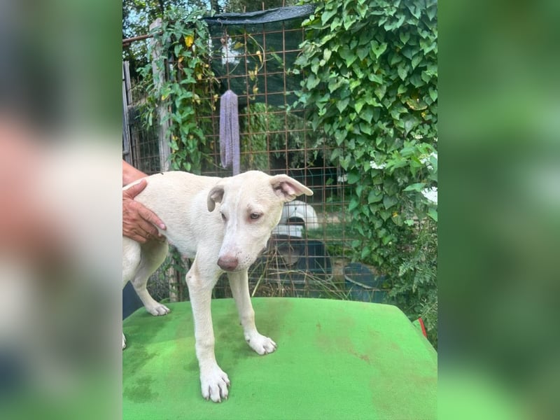 Titanio - (Dringend Pflegestelle oder Zuhause gesucht) Bereit Herzen im Sturm zu erobern