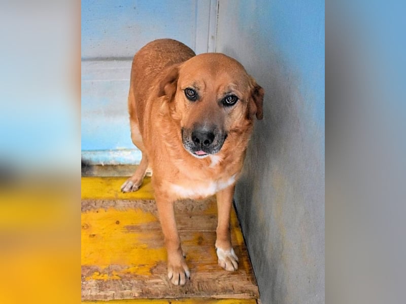 Rainey - sucht sein Pfotenglück!