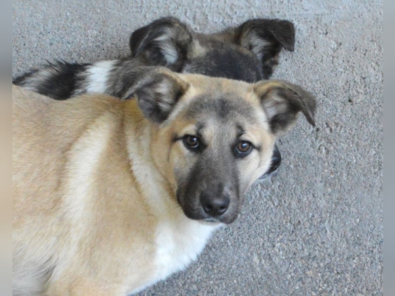 Quivira - Kleines Hundekind, was nun?