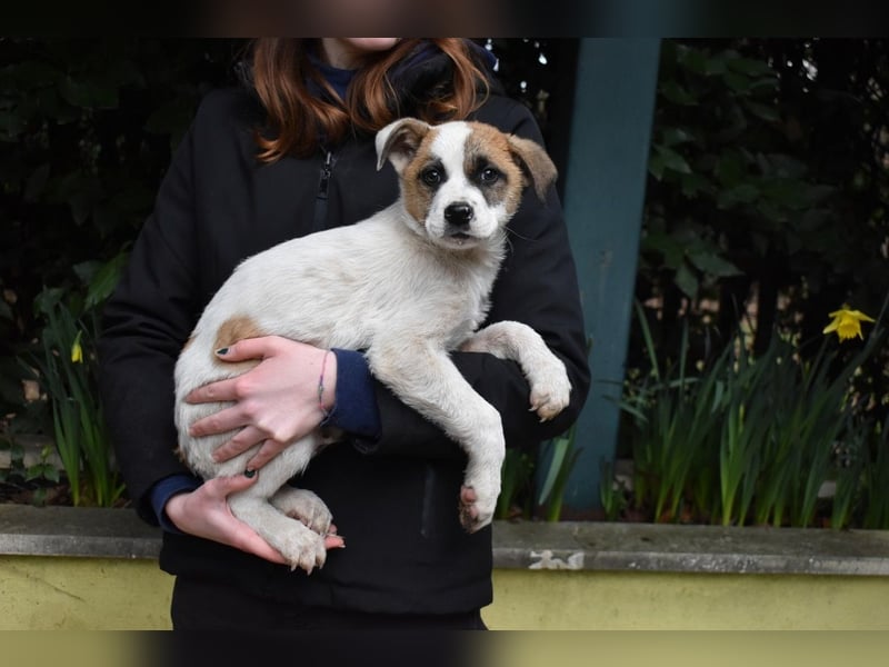 Elenio - SOS - Dringend Zuhause gesucht - Ein leuchtendes Fellknäuel