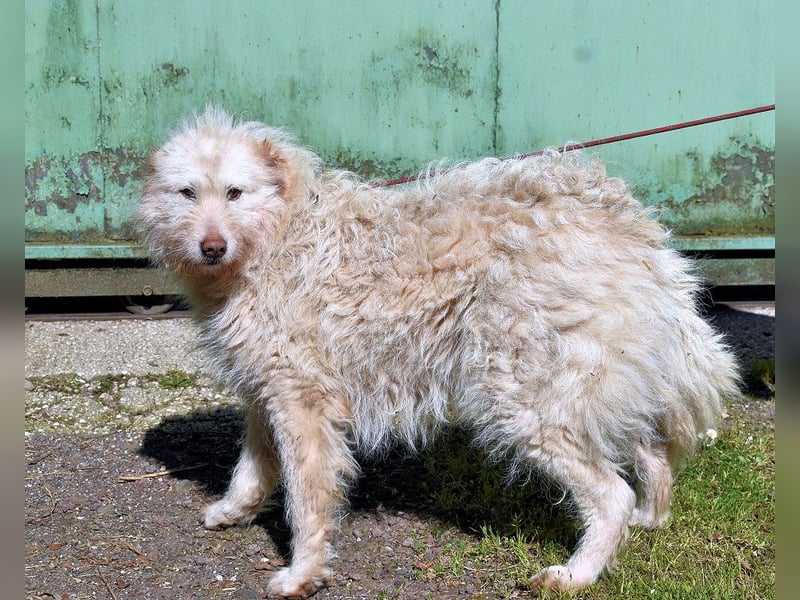 Lynnette - Power-Hündin sucht sportliches Zuhause
