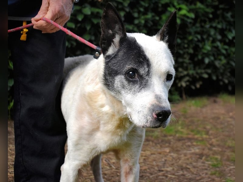 Camellia - Notfall - Was wäre gewesen, wenn ...