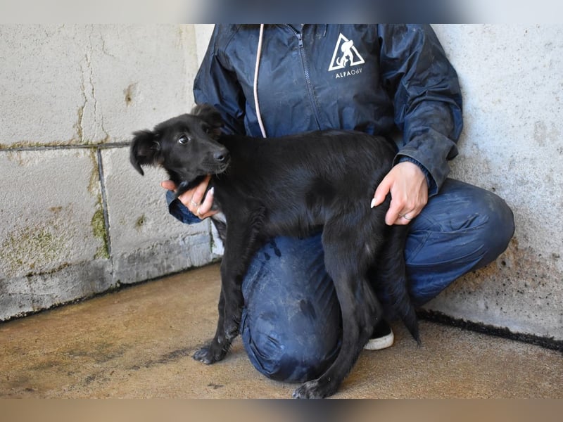 Nerissa - Das Märchen von den fünf Schwestern