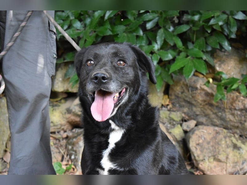 Brogan - Unser Lieblingslabradorpanther - vielleicht bald Ihrer?