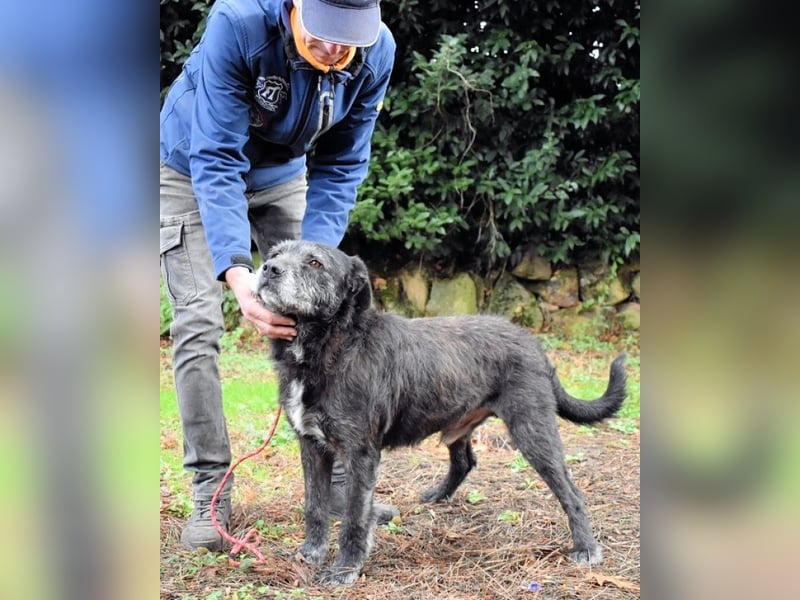 Baldovino - Lieber, großer Kerl fragt: Darf ich zu Dir?