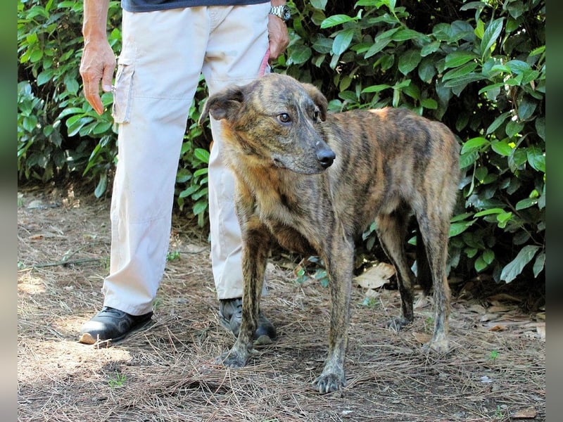 Ulick - hat alles verloren