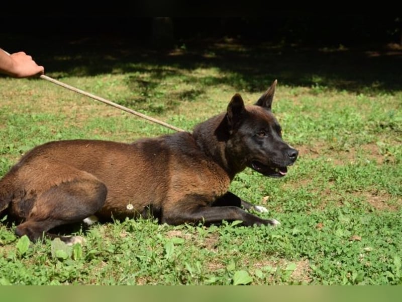 Chufo - ein Energiebündel