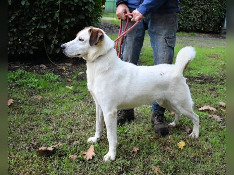 Miah - wohn"haft" in einem Hundelager