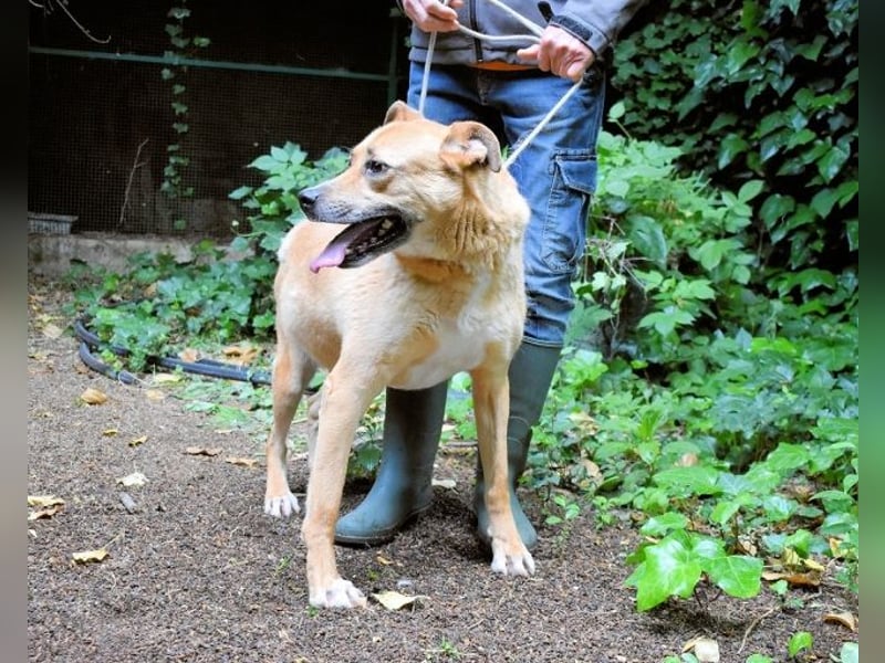 Cesny - Noch ist es nicht zu spät, aber es wird höchste Zeit!