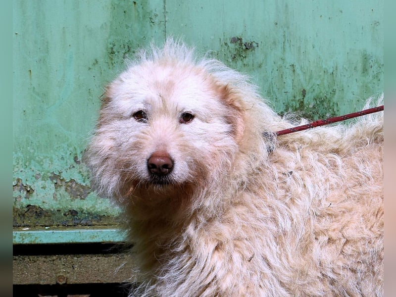 Lynnette - Power-Hündin sucht sportliches Zuhause