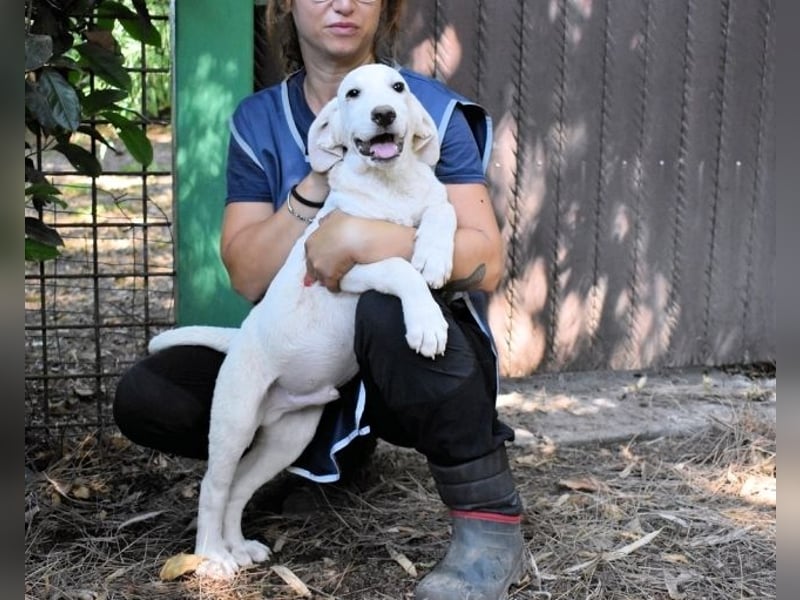 Scoutie - Ein riesiges Missverständnis!