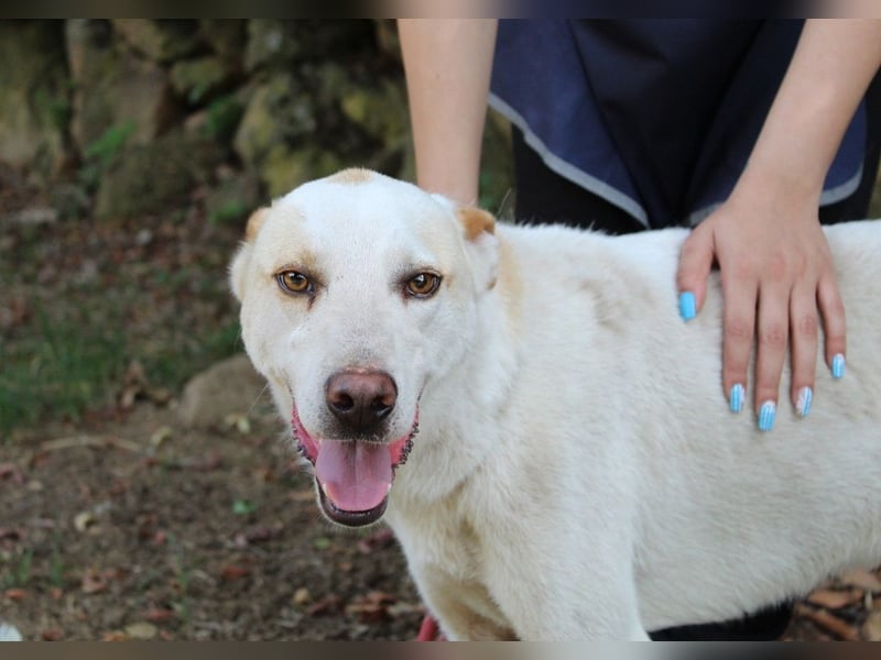 Ludoviko - Gipfelstürmer