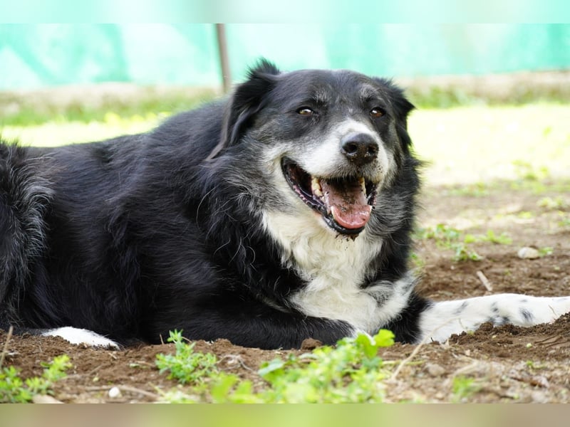 Carmine - Bereit für den Neustart