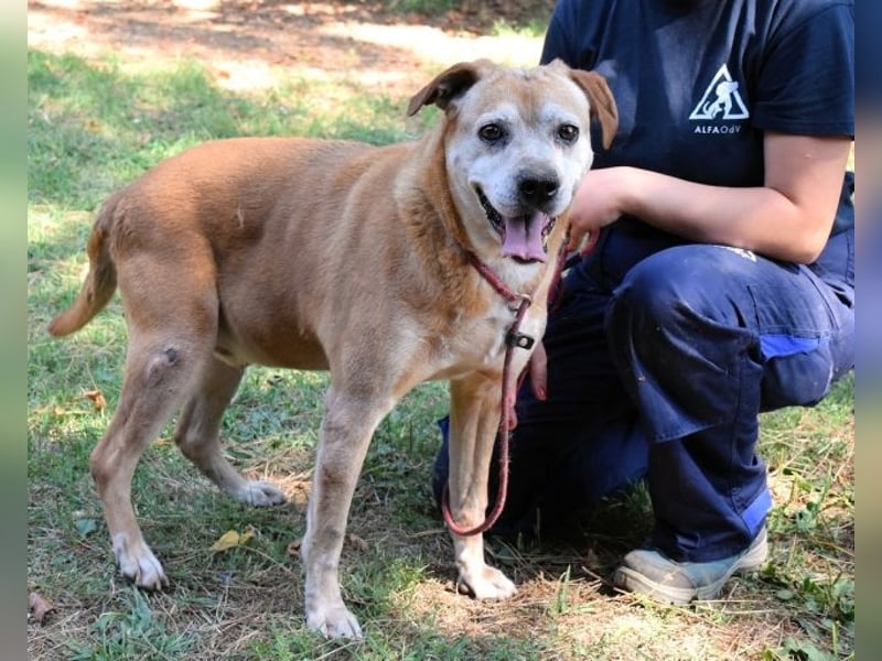Rinaldo - Gold-Senior sucht dringend ein Zuhause