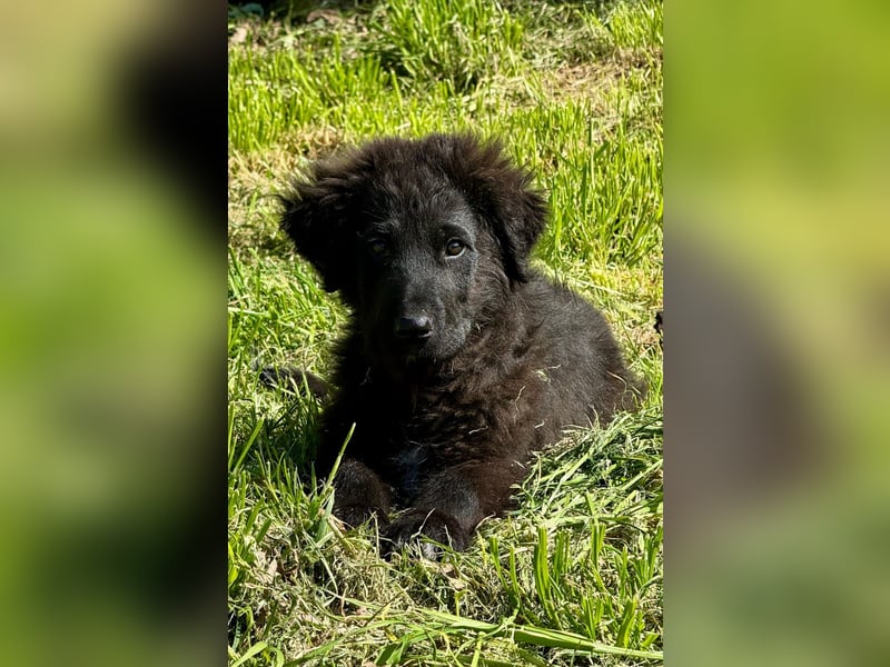 Thor - bereit für sein ganz persönliches Donnerwetter an Liebe