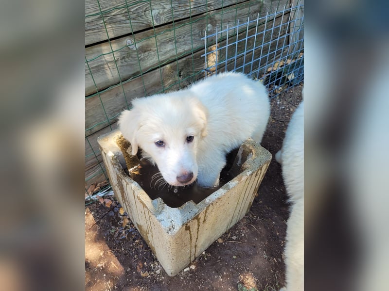 Brasko - (Dringend Zuhause oder Pflegestelle gesucht) Schneewittchen hatte nur sieben Zwerge