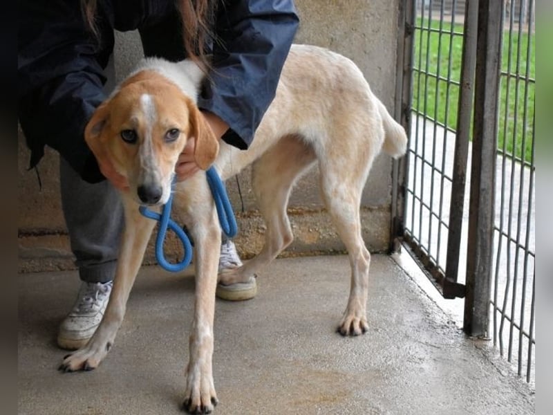 Molletta - Junghündin sucht Anschluss mit Streicheleinheiten