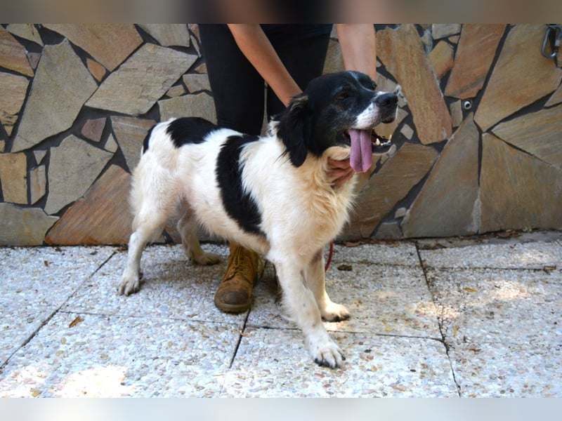 Alarico - Sanfter Gefährte mit gutem Herzen