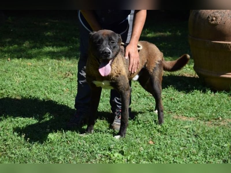 Chufo - ein Energiebündel