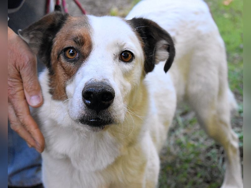 Miah - wohn"haft" in einem Hundelager
