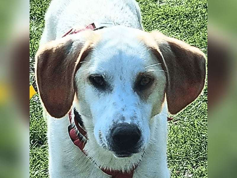 Deddy -  Mit neugierigen Pfoten ins Leben