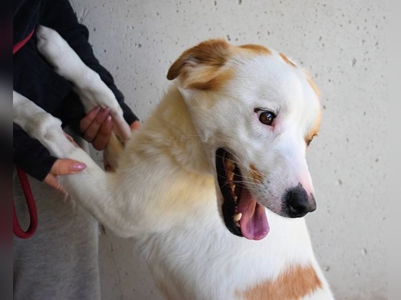 Virgilyo - Wo kommst du her, wo gehst du hin?