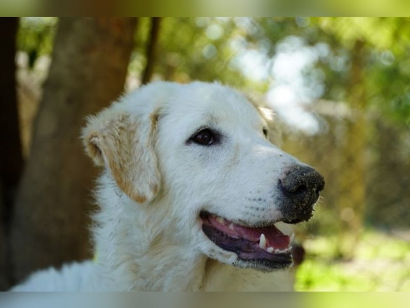 Tonia - (Dringend Pflegestelle oder Zuhause gesucht) Bereit Herzen im Sturm zu erobern