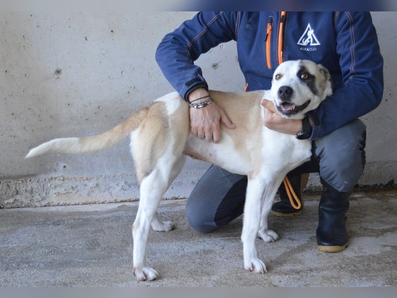 Dayra - freundlich, sanft und bereit für ein schönes Zuhause