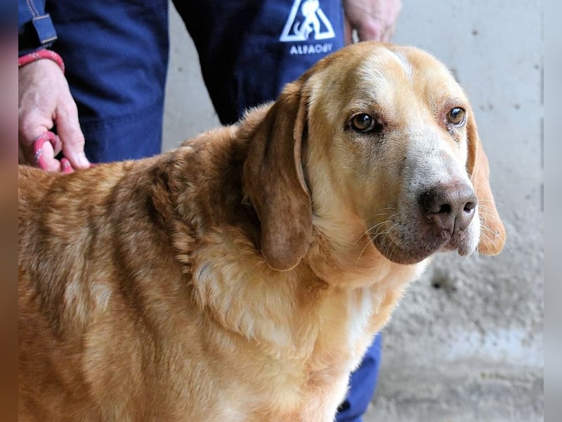 Dioneo - NOTFALL - Zeit heilt hier nichts