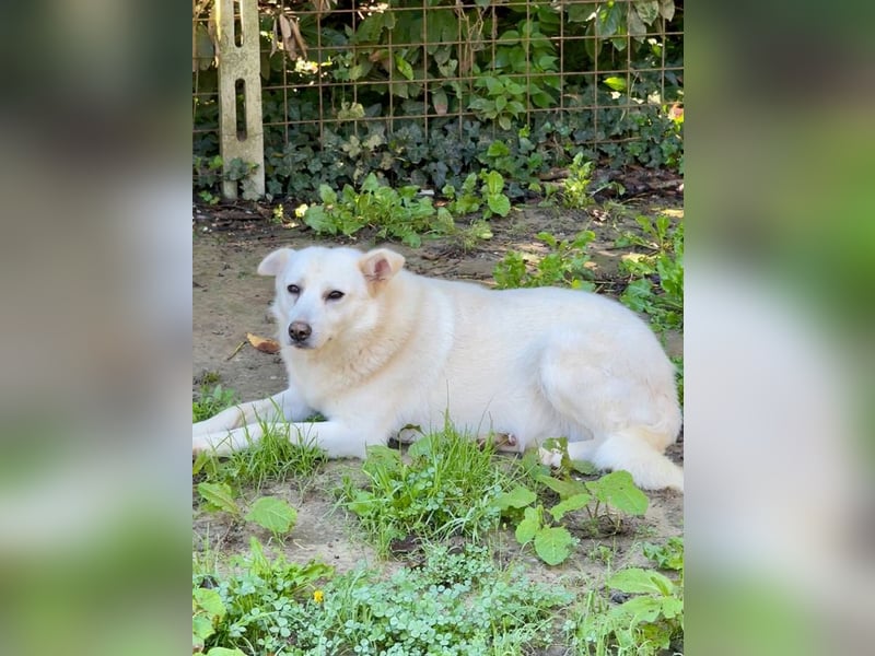 Gea - eine zarte Seele auf der Suche nach ihren Menschen