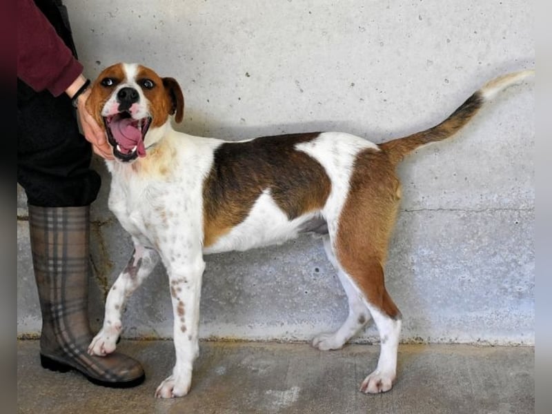 Olli - Quirliges Hundekind braucht dringend Familie