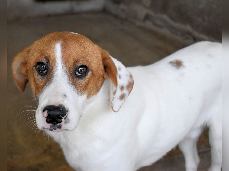 Tyber - Wer gibt mir einen Vertrauens-Schubser?