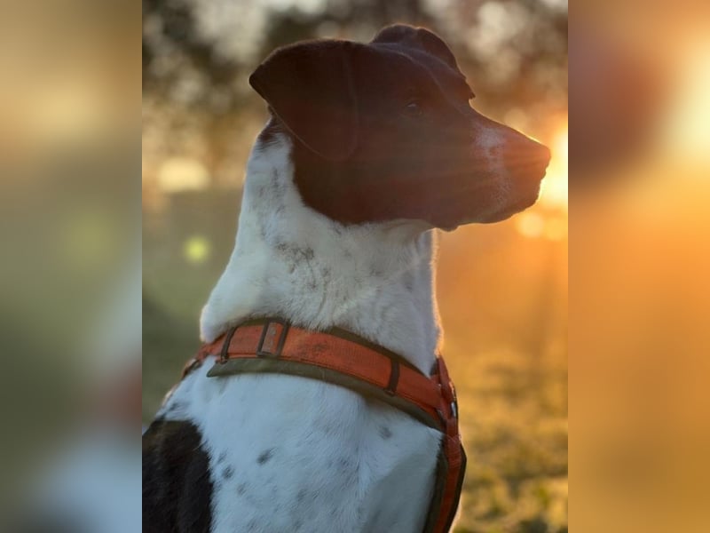 Phönix - Wege aus der Vergangenheit